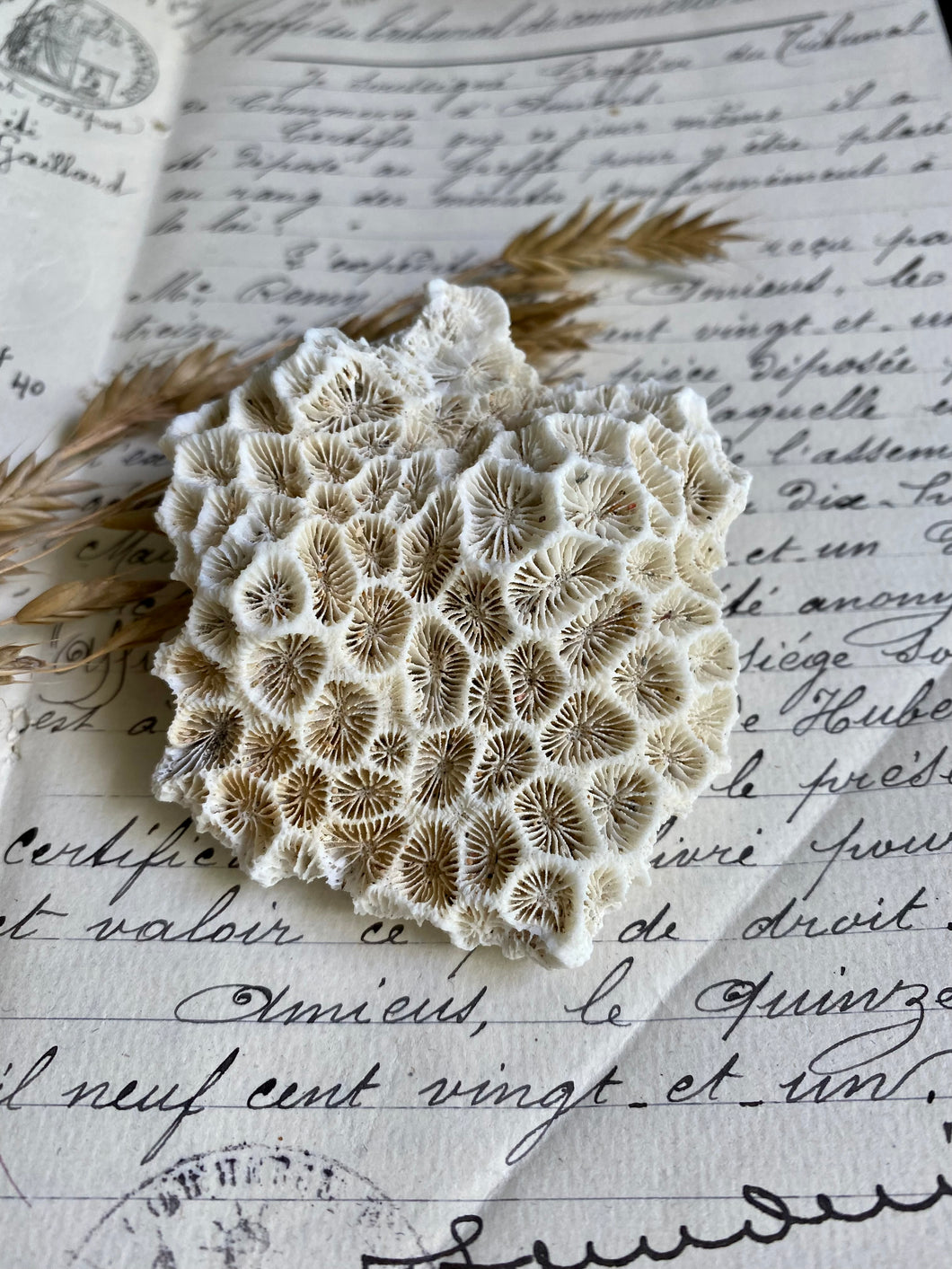 Vintage Coral